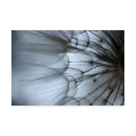 Trademark Fine Art